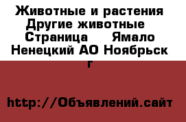 Животные и растения Другие животные - Страница 3 . Ямало-Ненецкий АО,Ноябрьск г.